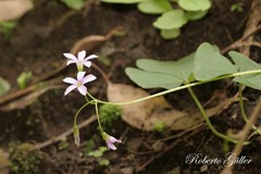 Oxalis triangularis papilionacea