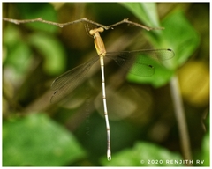Lestes nodalis
