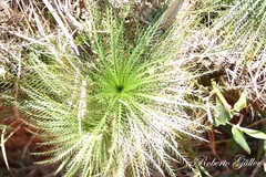 Eryngium pristis