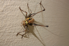 Eupholidoptera smyrnensis