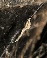 Uloborus walckenaerius