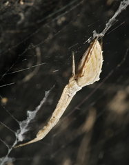 Uloborus walckenaerius