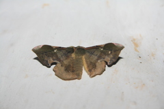 Fascellina plagiata