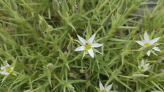 Arenaria pungens