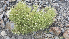 Arenaria pungens