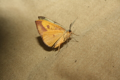 Hypochrosis hyadaria