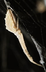 Uloborus walckenaerius