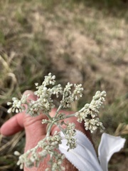 Eriogonum annuum