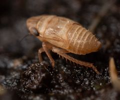 Anoscopus