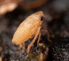 Anoscopus