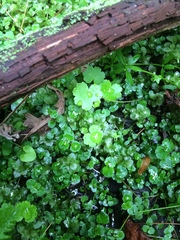 Hydrocotyle americana