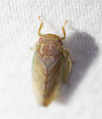 Polana quadrinotata