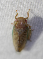 Polana quadrinotata