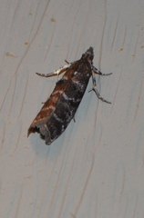 Ortholepis pasadamia