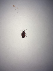 Pyrrhocoris apterus