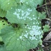 Crucifer Powdery Mildew - Photo (c) Susan J. Hewitt, some rights reserved (CC BY-NC), uploaded by Susan J. Hewitt