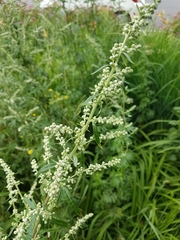 Artemisia vulgaris