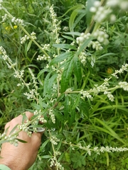 Artemisia vulgaris