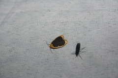 Pseudoblabes oophora