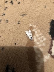 Myelois circumvoluta