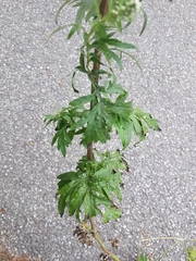 Artemisia vulgaris