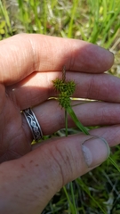 Carex flava