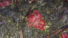 Drosera aliciae