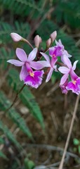 Epidendrum calanthum