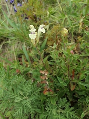 Scutellaria supina