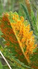 Phragmidium tormentillae