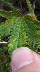 Phragmidium tormentillae