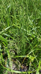 Equisetum fluviatile