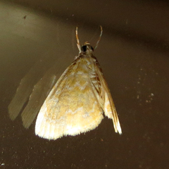 Glaphyria glaphyralis