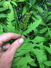 Carex stipata