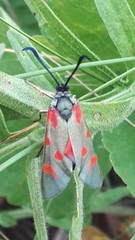 Zygaena centaureae