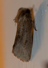 Acrolophus piger