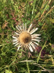 Carlina acaulis