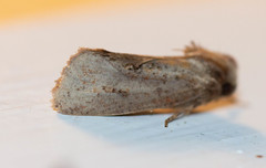 Acrolophus piger