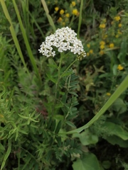 Achillea asiatica
