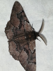 Phaeoura mexicanaria