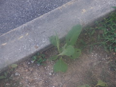 Nicotiana tabacum