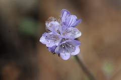 Phacelia breweri