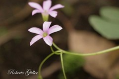 Oxalis triangularis papilionacea