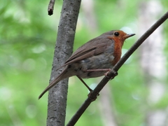 Erithacus rubecula