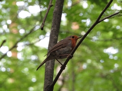 Erithacus rubecula