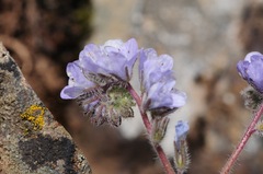 Phacelia breweri