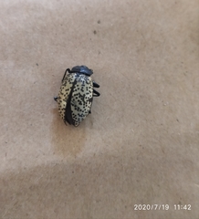 Cypherotylus californicus