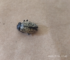 Cypherotylus californicus