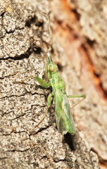 Nabis viridulus
