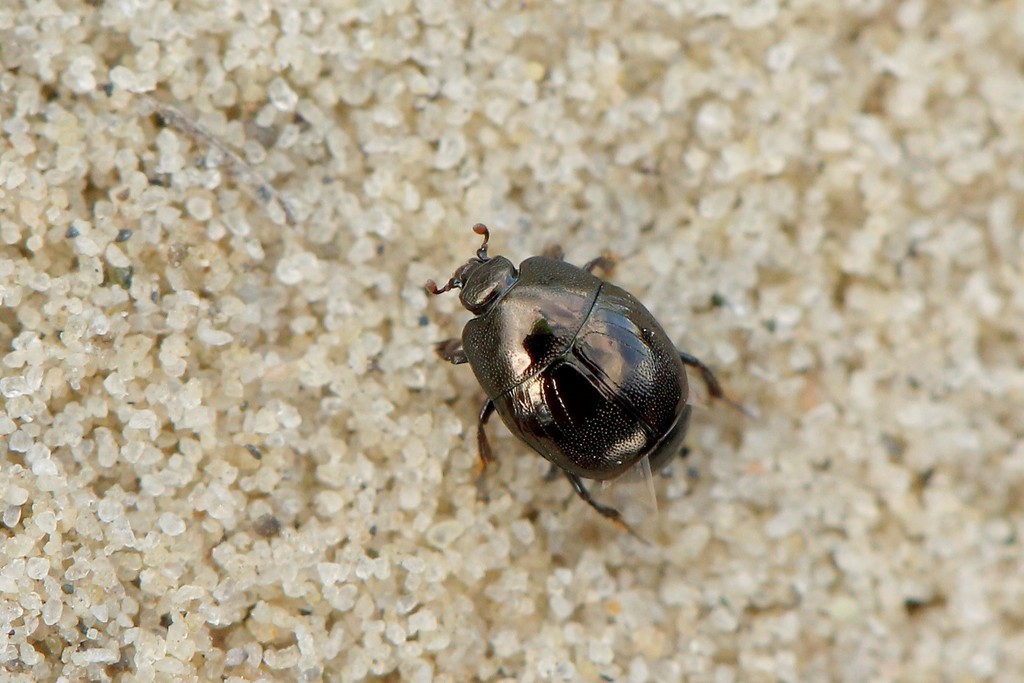 Hypocaccus rubripes